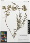 Foto von Salix repens L.